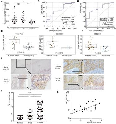 CD155 Promotes the Progression of Cervical Cancer Cells Through AKT/mTOR and NF-κB Pathways